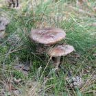 Pilz am Wegesrand