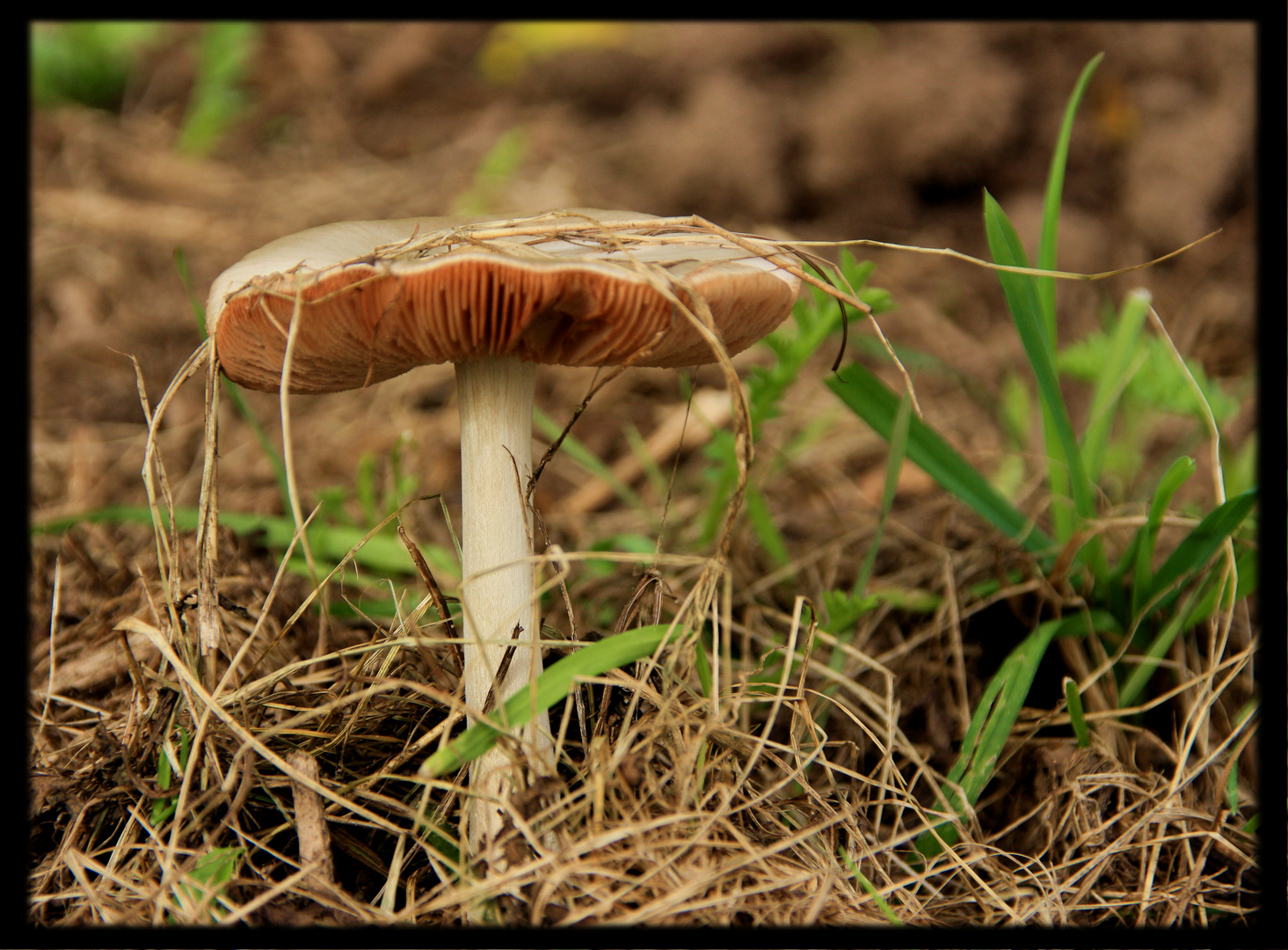 Pilz am Wegesrand