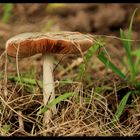 Pilz am Wegesrand