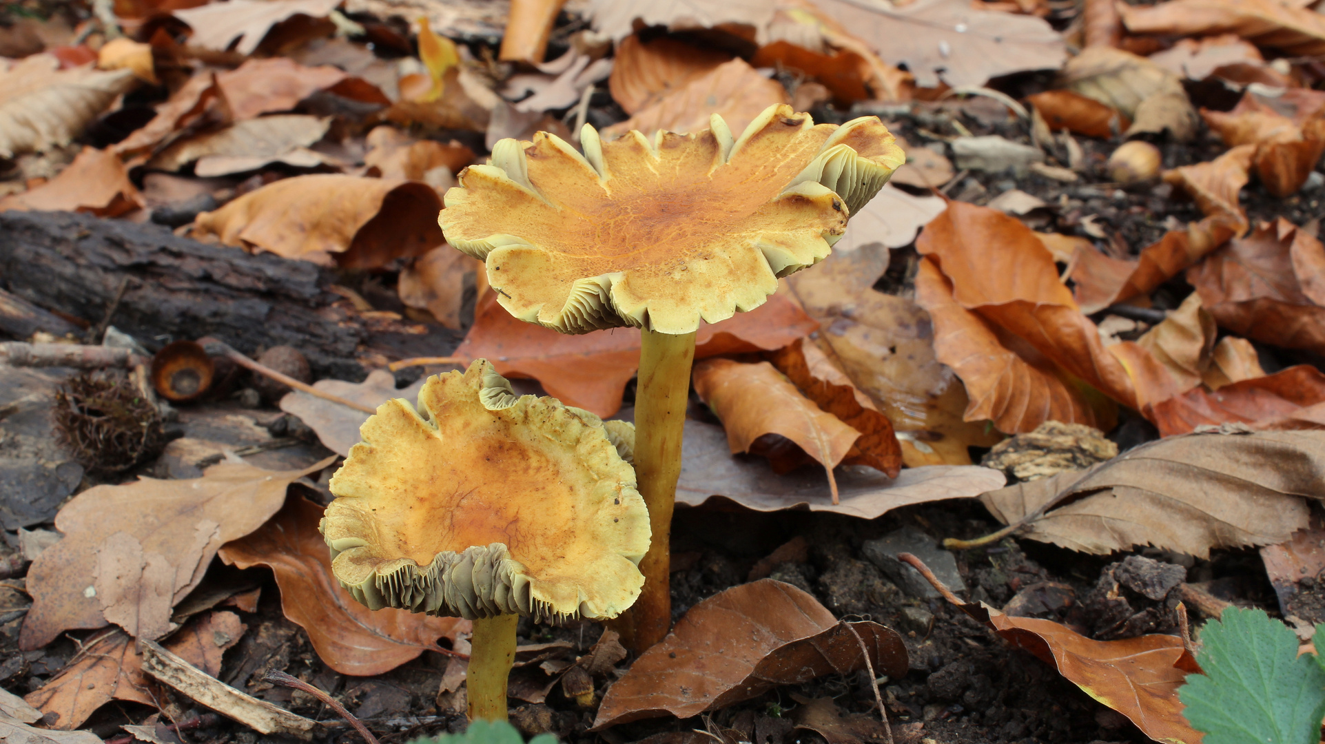 Pilz am Wegesrand