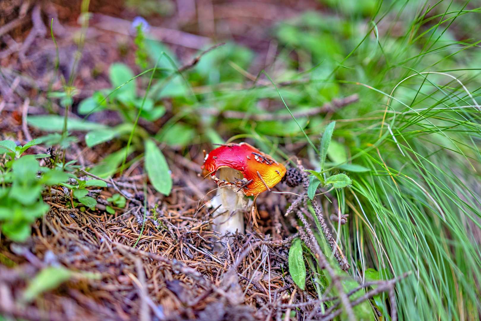 Pilz am Wegesrand