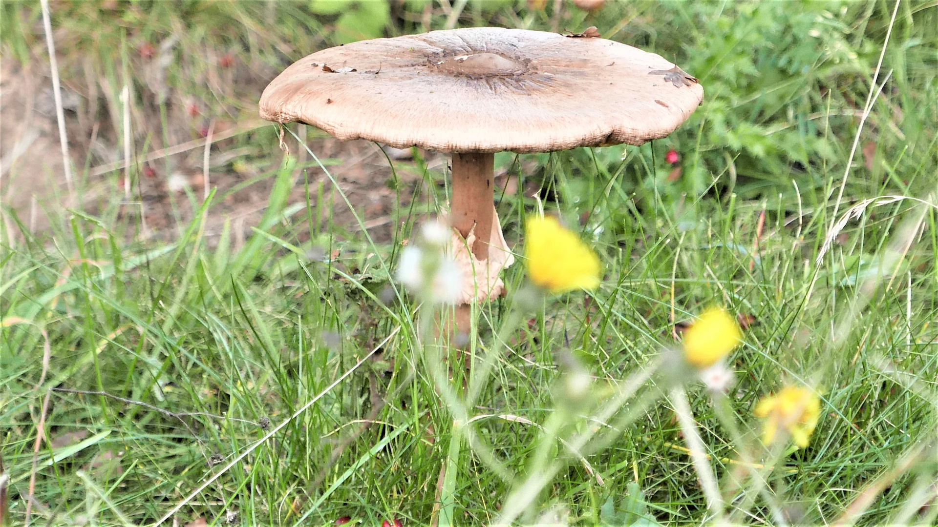 Pilz am Wegrand