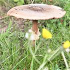 Pilz am Wegrand