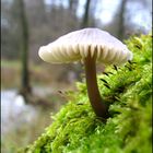 Pilz am zweiten Weihnachtsfeiertag