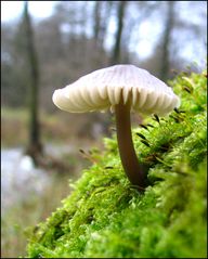 Pilz am zweiten Weihnachtsfeiertag