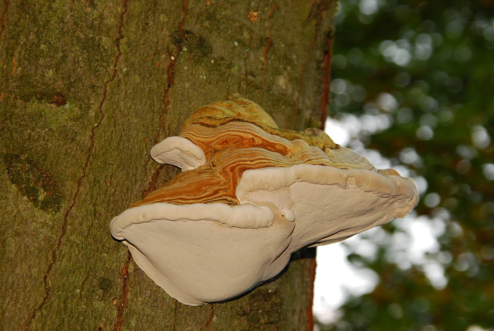 Pilz an Baum aber was für ein Pilz ???