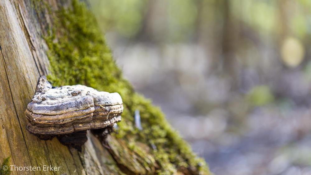 Pilz an Baumstamm