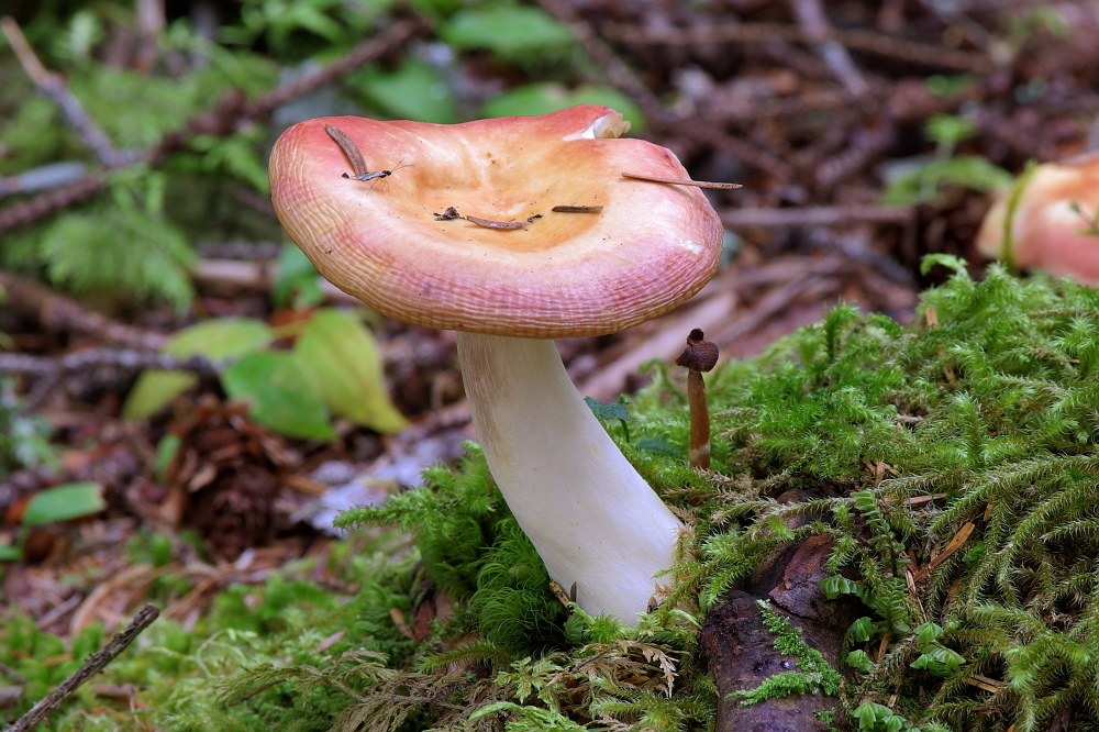 Pilz an der Berners Bay (Echo Cove) in Juneau - Alaska