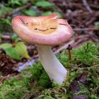 Pilz an der Berners Bay (Echo Cove) in Juneau - Alaska