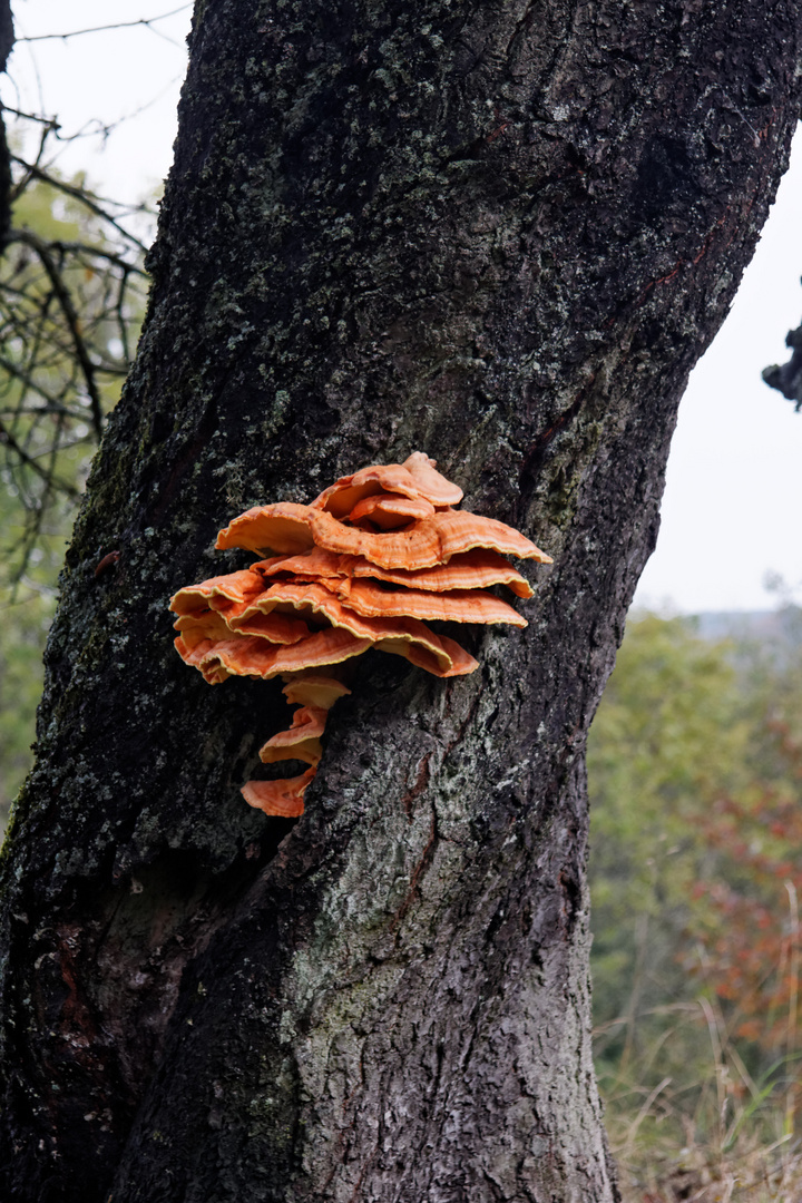 Pilz an einem Baum