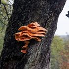 Pilz an einem Baum