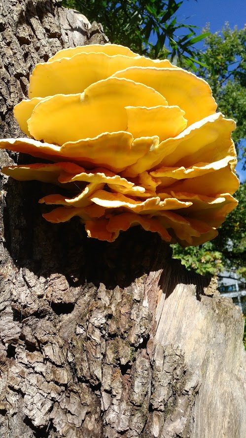 Pilz an einem Baum