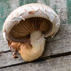 Pilz an einem ungewöhnlichen Ort