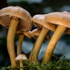 Pilz andere Perspektive