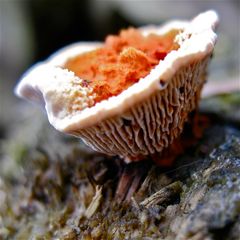 Pilz auf altem Nadelholz