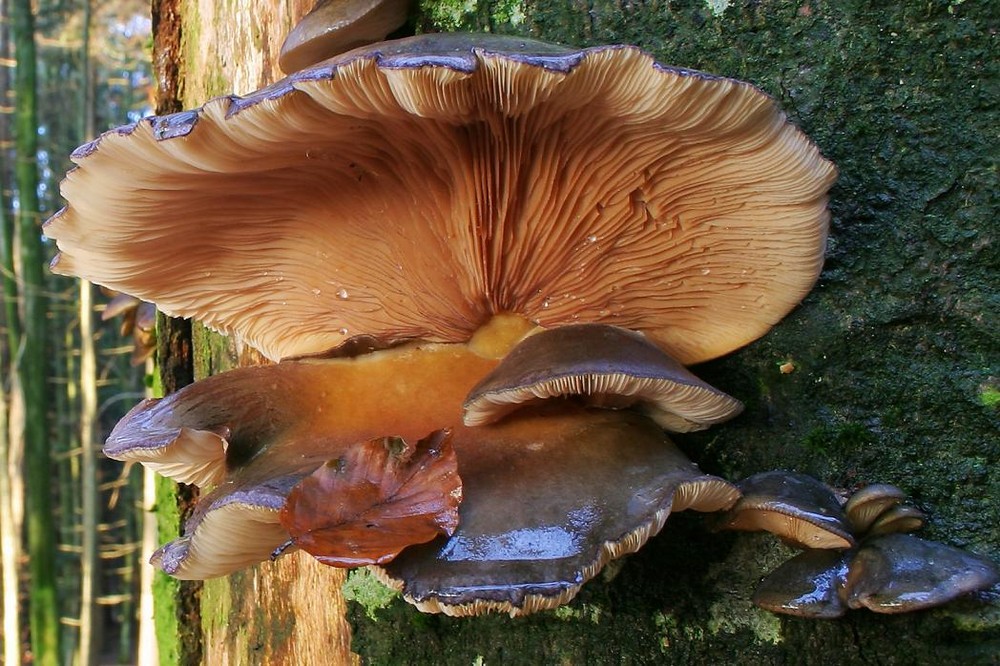 Pilz auf alter Buche