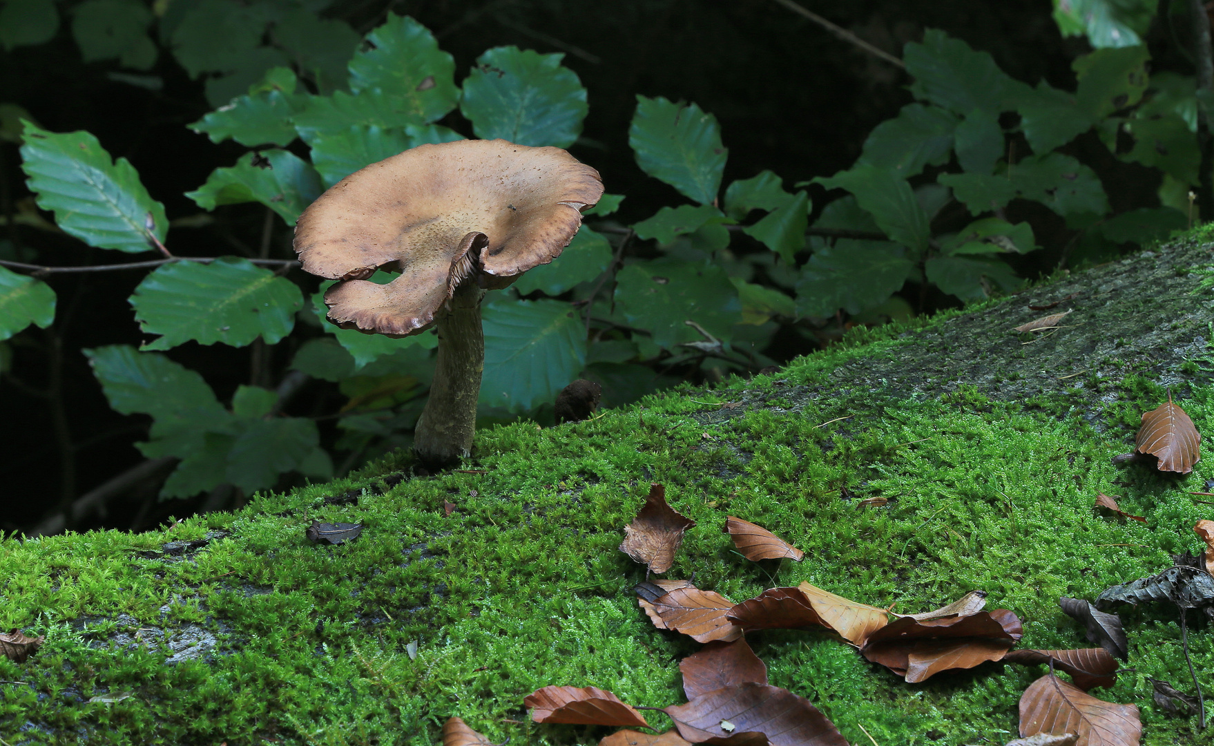 pilz auf baum