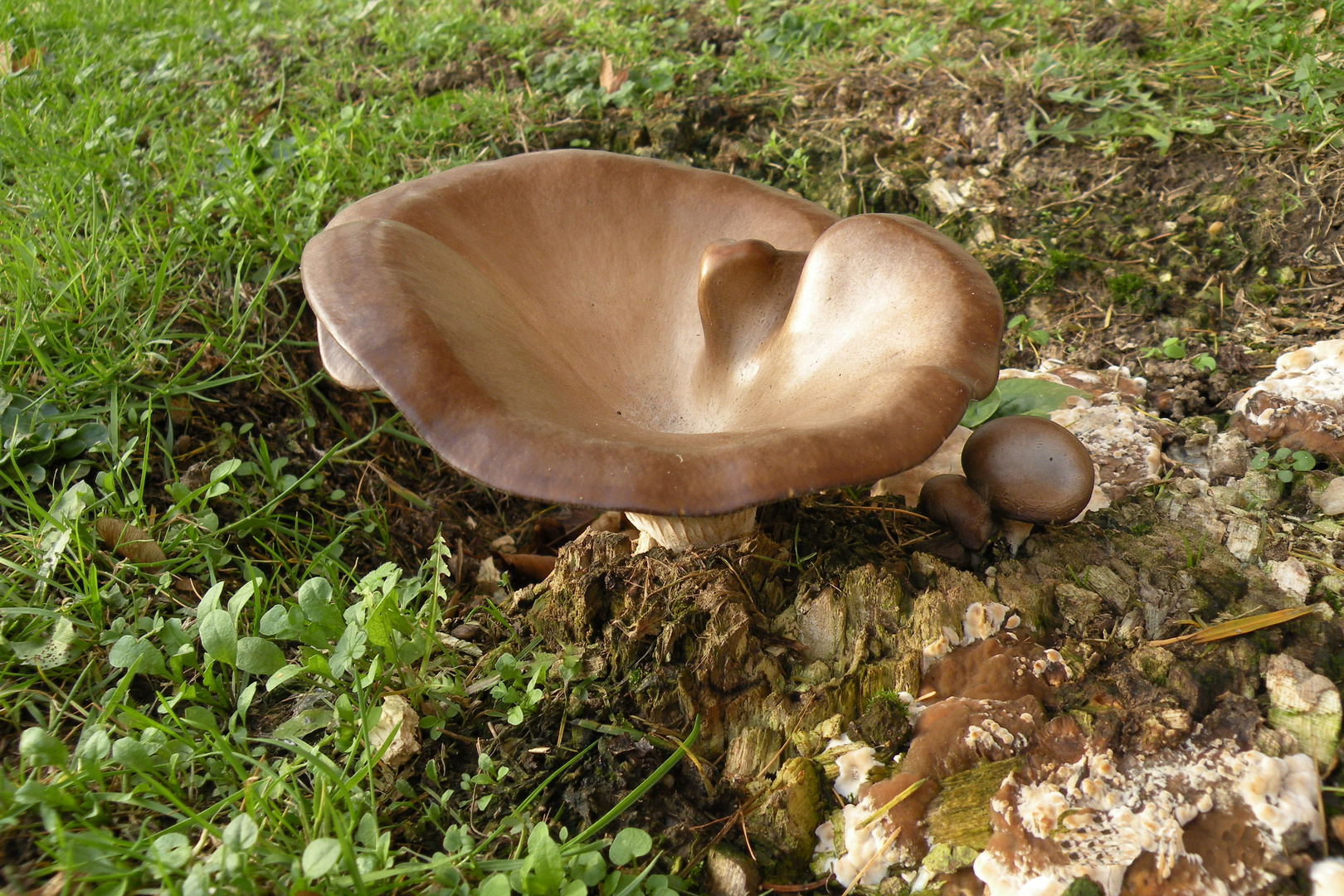 PILZ AUF BAUMSTAMM