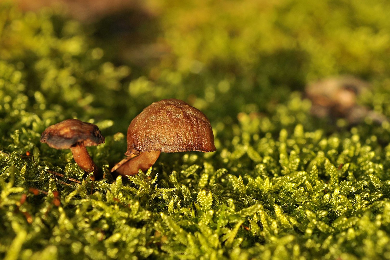 Pilz auf Baumstump II