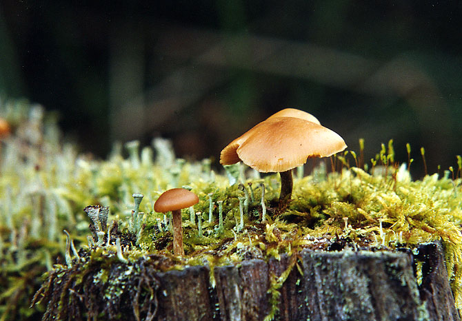 Pilz auf Baumstumpf