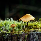 Pilz auf Baumstumpf