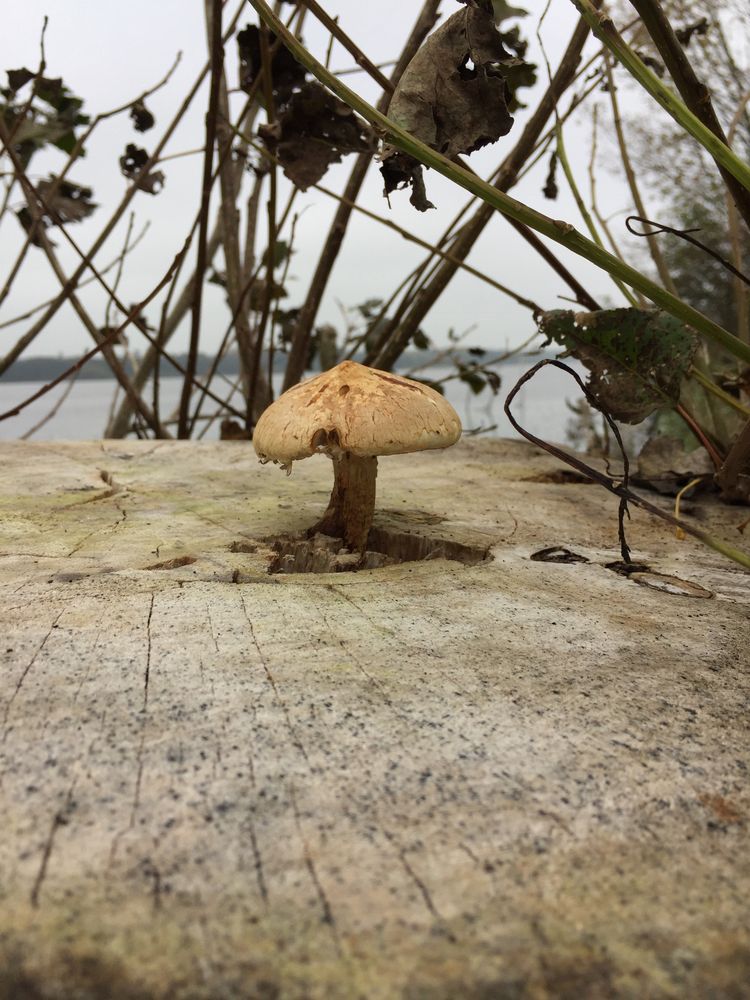 Pilz auf Baumstumpf