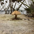 Pilz auf Baumstumpf