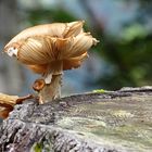 Pilz auf Baumstumpf