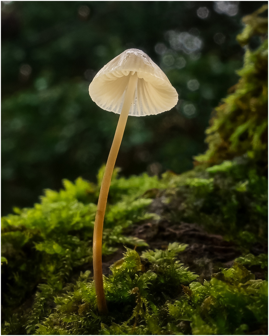 Pilz auf dem Baumstamm