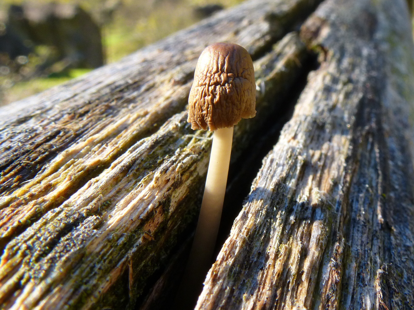 Pilz auf dem Handlauf einer Brücke über die Verzasca im Val Vogorness