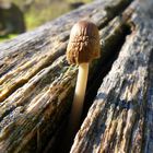 Pilz auf dem Handlauf einer Brücke über die Verzasca im Val Vogorness