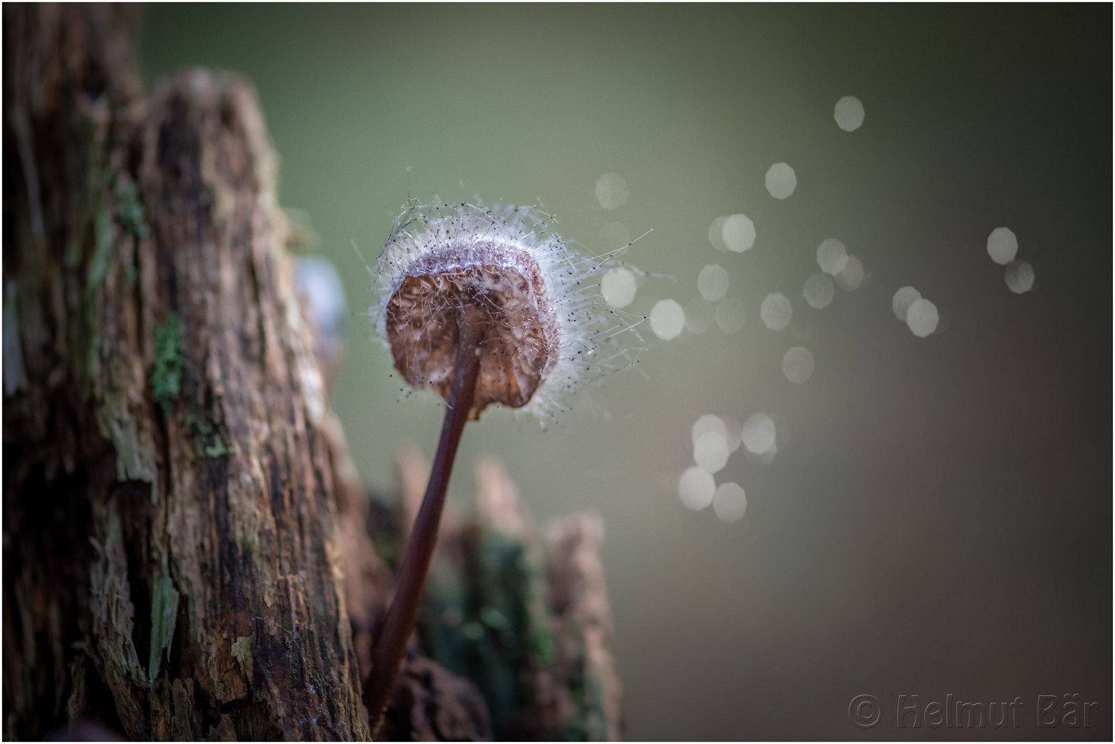 Pilz auf dem Pilz