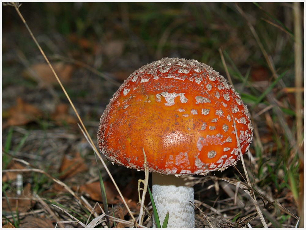 Pilz auf dem Weg