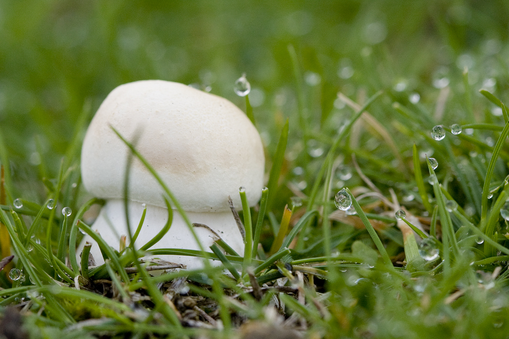 Pilz auf der Halde