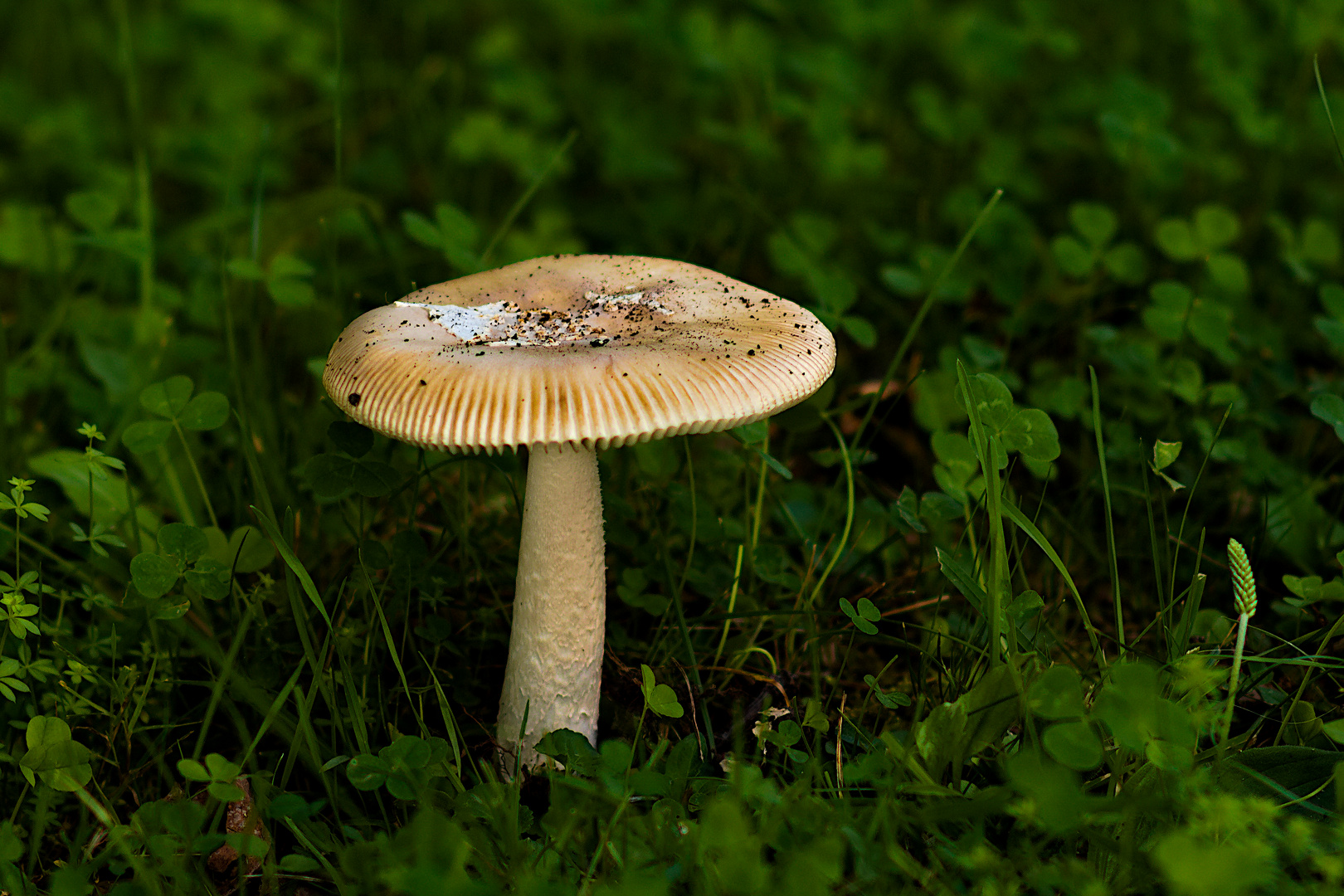 Pilz auf der Wiese