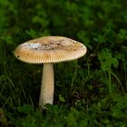 Pilz auf der Wiese