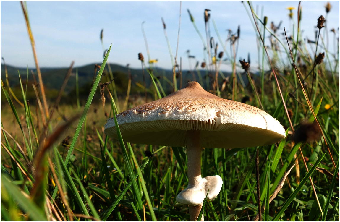 Pilz auf der Wiese