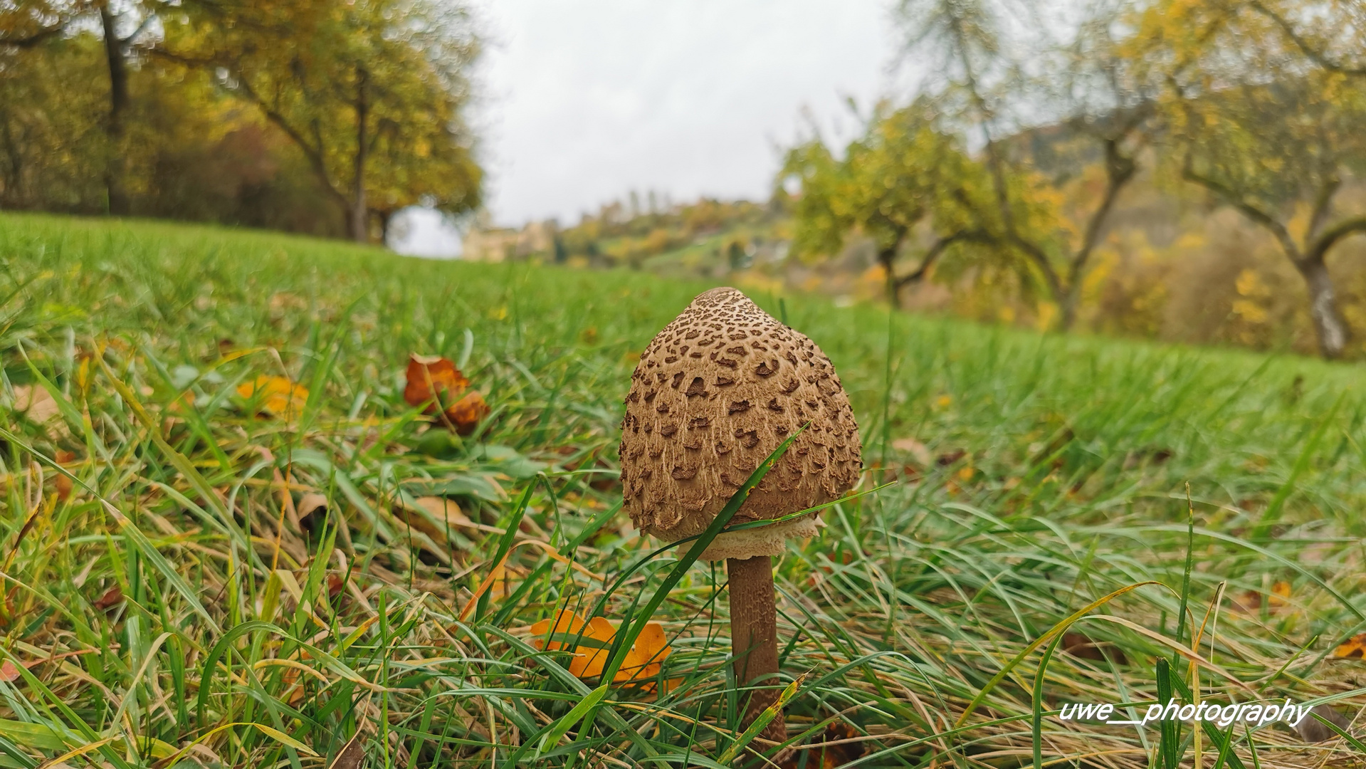 Pilz auf der Wiese 