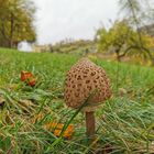 Pilz auf der Wiese 