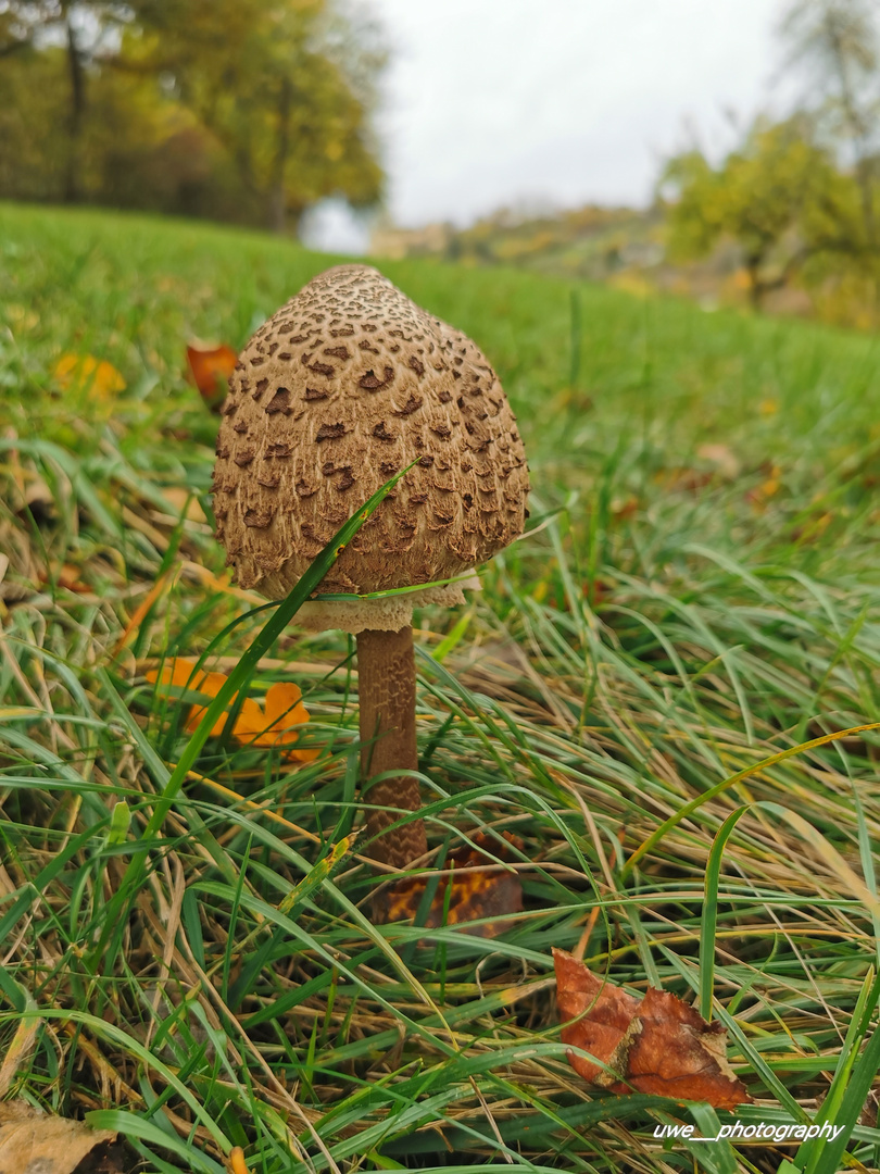 Pilz auf der Wiese 