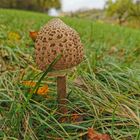 Pilz auf der Wiese 