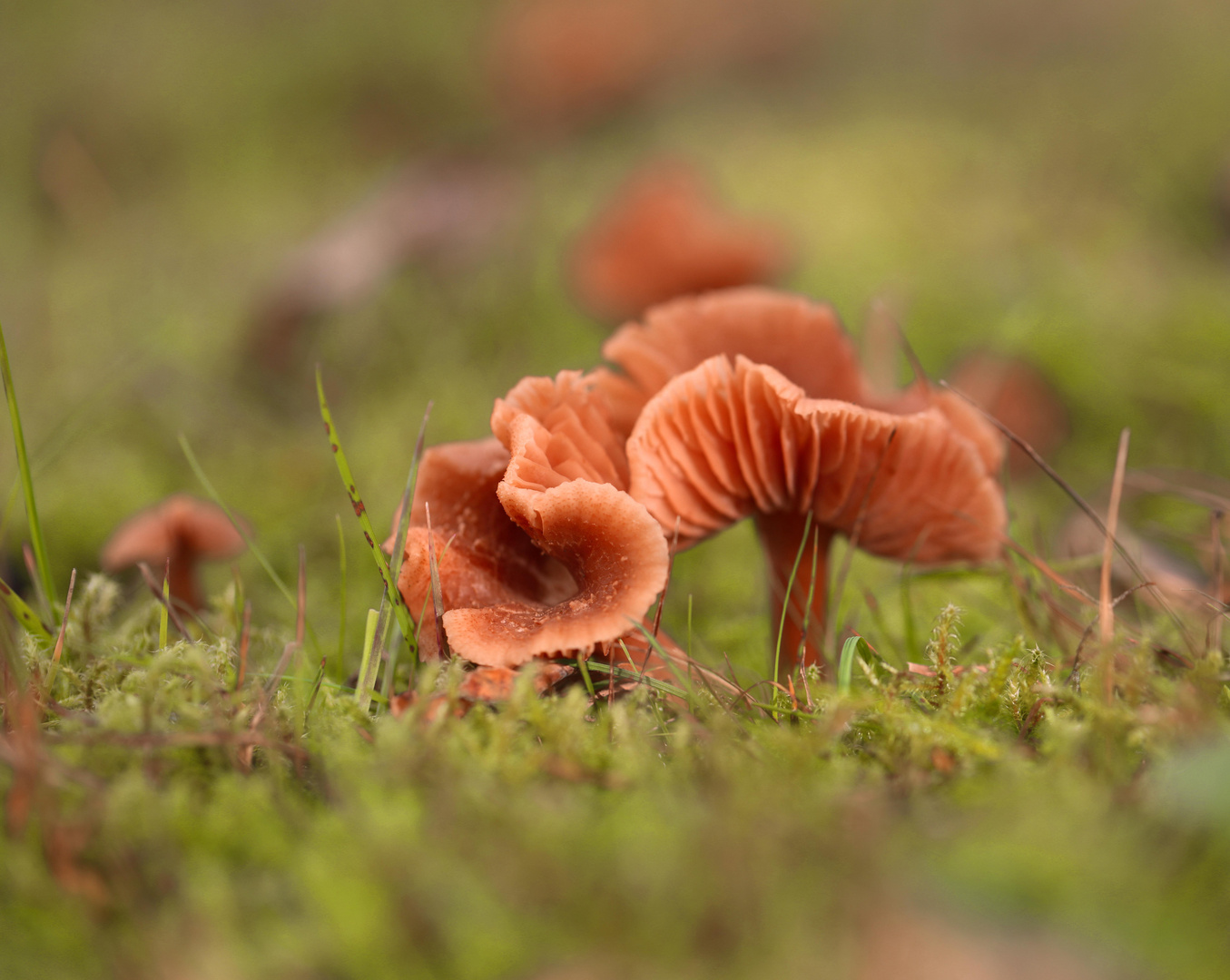 Pilz auf der Wiese Foto & Bild pflanzen, pilze & flechten, pilze