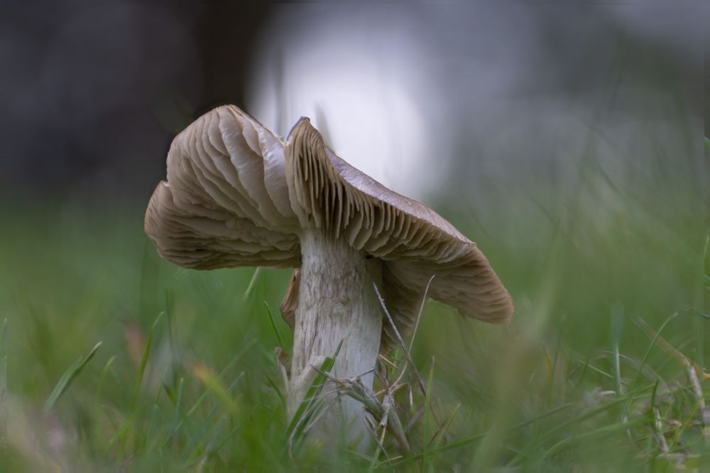 Pilz auf der Wiese I Foto & Bild nah & makro, pflanzen, pilze & flechten, pilze & flechten