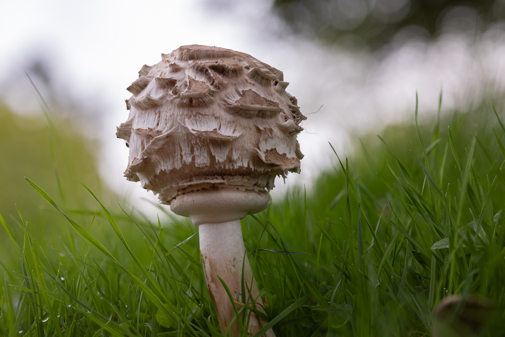 Pilz auf der Wiese II Foto & Bild nah & makro, pflanzen, pilze
