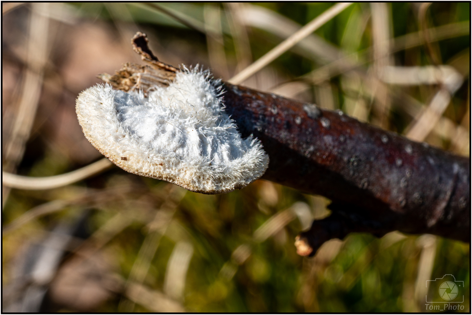 Pilz auf eimem Zweig