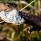 Pilz auf eimem Zweig