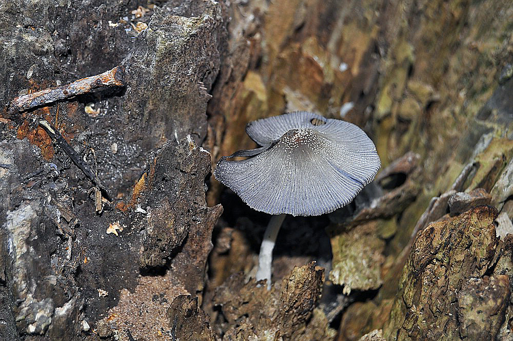 Pilz auf einem alten Holzklotz