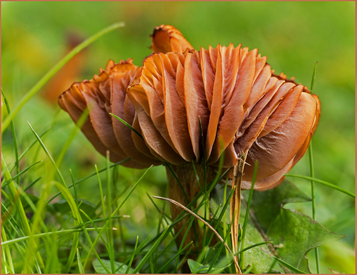 Pilz auf einer Wiese entdeckt