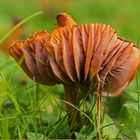 Pilz auf einer Wiese entdeckt