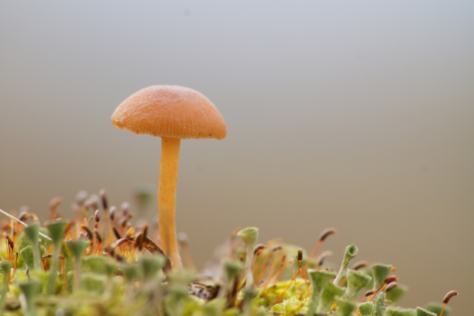 Pilz auf Moosbett